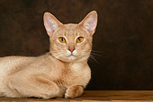 CAT 02 KH0056 01
Shoulder Shot Of Fawn Abyssinian Laying Down Studio