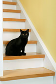 CAT 02 KH0057 01
Black Cat Sitting On Stairs