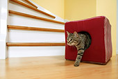 CAT 02 KH0058 01
Tabby Cat Climbing Out Of Red Cushion By Stairs