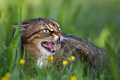 CAT 02 KH0060 01
Tabby Cat Laying In Grass Hissing