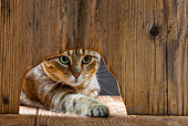 CAT 02 KH0061 01
Tabby Cat Looking Through Hole In Wood