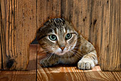 CAT 02 KH0062 01
Tabby Cat Looking Through Hole In Wood