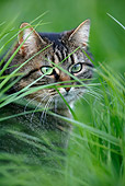CAT 02 KH0063 01
Tabby Cat Sitting Peeking Through Tall Grass