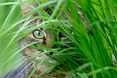 CAT 02 KH0064 01
Tabby Cat Sitting Peeking Through Tall Grass