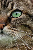 CAT 02 KH0068 01
Tabby Cat Face Close-Up