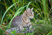 CAT 02 KH0301 01
Tabby Cat Laying On Rock In Garden Near Water Basin
