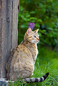 CAT 02 KH0302 01
Tabby Cat Sitting At Foot Of A Wooden Pillar In Garden
