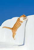 CAT 02 KH0303 01
Orange Tabby Cat Jumping Over Wall In Greek Islands