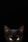CAT 02 KH0304 01
Head Shot Of Black Cat Looking In Window In Greek Islands