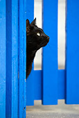 CAT 02 KH0305 01
Head Shot Of Black Cat Looking Out Of Blue Gate In Greek Islands