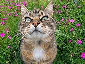 CAT 02 KH0309 01
Close-Up Of Tabby Cat Sitting In Grass With Pink Flowers