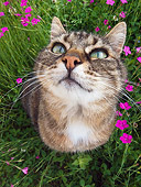 CAT 02 KH0310 01
Close-Up Of Tabby Cat Sitting In Grass With Pink Flowers