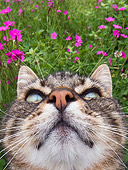 CAT 02 KH0312 01
Head Shot Of Tabby Cat Sitting In Grass With Pink Flowers