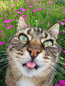 CAT 02 KH0313 01
Head Shot Of Tabby Cat Sitting In Grass With Pink Flowers