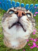 CAT 02 KH0314 01
Close-Up Of Tabby Cat Sitting In Grass With Pink Flowers By Blue Fence