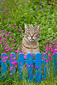 CAT 02 KH0316 01
Tabby Cat Sitting In Grass With Pink Flowers By Blue Fence