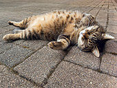 CAT 02 KH0317 01
Tabby Cat Laying On Pavement