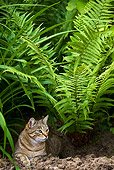 CAT 02 KH0318 01
Tabby Cat Laying In Garden By Ferns