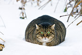 CAT 02 KH0320 01
Tabby Cat Laying In Snow