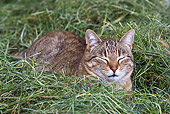 CAT 02 KH0321 01
Tabby Cat Sleeping In Haystack