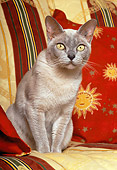 CAT 02 KH0323 01
Burmese Cat Sitting On Sofa Cushion