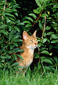 CAT 02 KH0324 01
Abyssinian Cat Standing In Grass