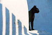 CAT 02 KH0328 01
Black Cat Standing On Stairs In Greece