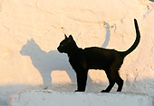 CAT 02 KH0329 01
Black Cat Standing On Stairs In Greece Profile