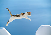 CAT 02 KH0330 01
Red Calico Tabby Greek Island Cat Jumping Over Gap In White Wall