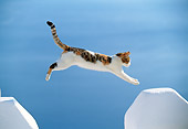 CAT 02 KH0331 01
Red Calico Tabby Greek Island Cat Jumping Over Gap In White Wall