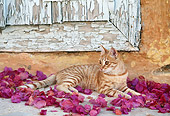 CAT 02 KH0332 01
Orange Tabby Greek Island Cat Laying In Pink Rose Petals By Wooden Door