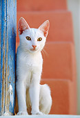 CAT 02 KH0333 01
White Greek Island Cat Sitting Near Stairs