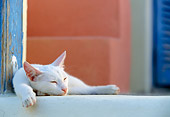 CAT 02 KH0334 01
White Greek Island Cat Sleeping Near Stairs