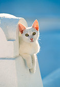 CAT 02 KH0336 01
White Greek Island Cat Laying In Alcove In White Wall