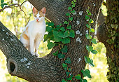 CAT 02 KH0338 01
White And Orange Cat Sitting On Tree Branch