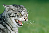 CAT 02 KH0339 01
Head Shot Of Grey Tabby Cat Hissing