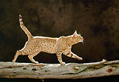 CAT 02 KH0340 01
Orange Ocicat Walking Across Log In Studio