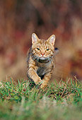 CAT 02 KH0341 01
Orange Ocicat Running In Grass