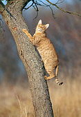 CAT 02 KH0342 01
Orange Ocicat Climbing On Tree