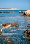 CAT 02 KH0343 01
Orange Tabby Cat Leaping Across Water