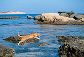 CAT 02 KH0344 01
Orange Tabby Cat Leaping Across Water