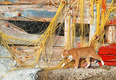 CAT 02 KH0346 01
Orange Tabby Cat Walking Along Ridge By Fishing Nets