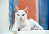 CAT 02 KH0347 01
White Greek Island Cat Laying By Stairs
