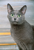 CAT 02 KH0349 01
Close-Up Of Russian Blue Cat