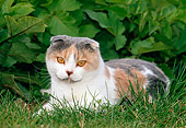 CAT 02 KH0350 01
Scottish Fold Calico Cat Laying On Grass
