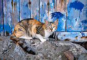 CAT 02 KH0351 01
Calico Tabby Greek Island Cat Laying On Rock By Blue Wall
