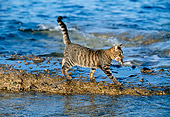 CAT 02 KH0353 01
Grey Tabby Greek Island Cat With Small Fish In Mouth Walking Along Edge Of Water