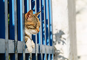 CAT 02 KH0355 01
Calico Tabby Greek Island Cat Peeking Head Through Blue Fence