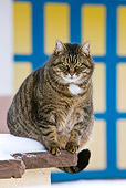 CAT 02 KH0357 01
Obese Tabby Cat Sitting On Wall In Snow
