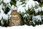 CAT 02 KH0358 01
Obese Tabby Cat Sitting Under Shrub In Snow